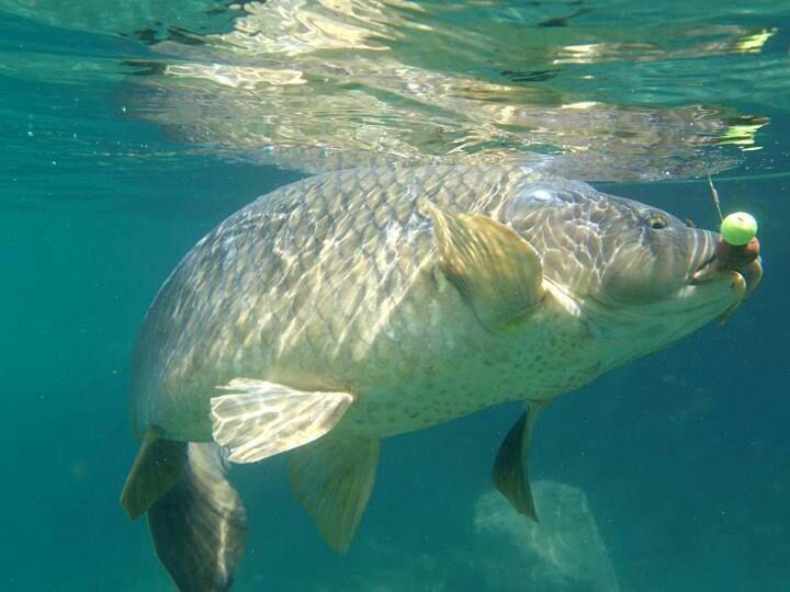 pescuit  - 12397843843365550265742002520564n.jpg